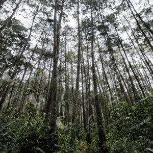 Parque Arví