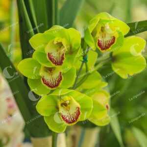 Orquídeas