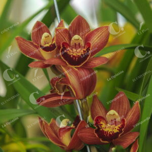 Orquídeas