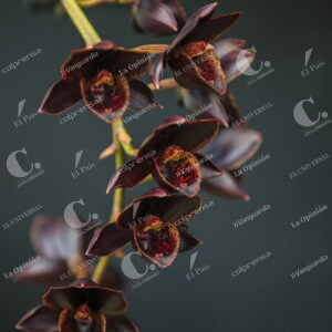 Orquídeas