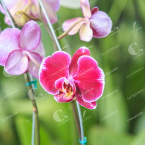 Orquídeas
