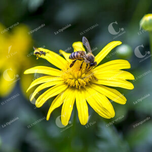 Abejas Africanizadas