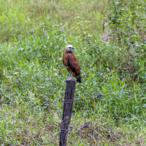 Aves