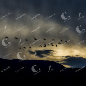Aves