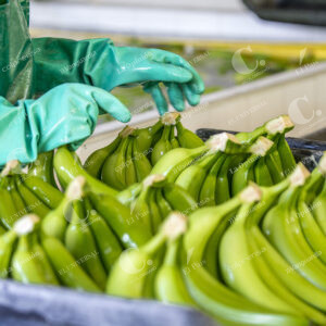 Apartadó Bananos