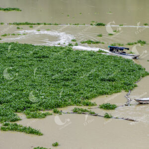 Buchón en el Río Cauca