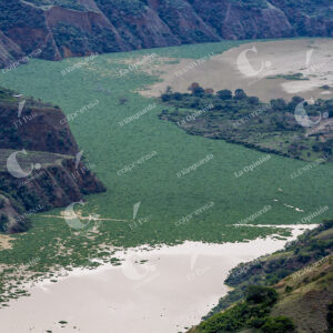 Buchón en el Río Cauca