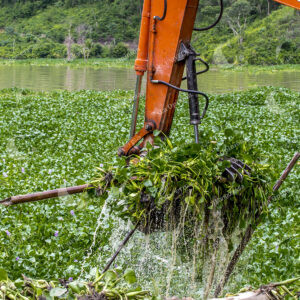 Buchón en el Río Cauca