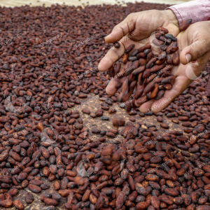 Cacao Chigorodó