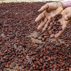 Cacao Chigorodó