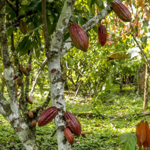 Cacao Chigorodó