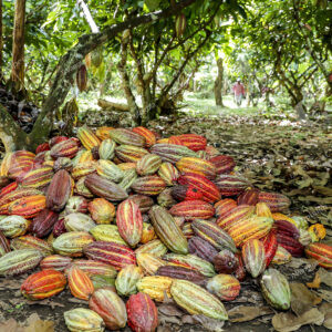 Cacao Chigorodó