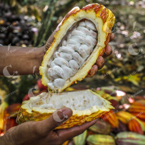Cacao Chigorodó