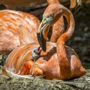 Zoológico Santa Fe de Medellín