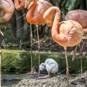 Zoológico Santa Fe de Medellín