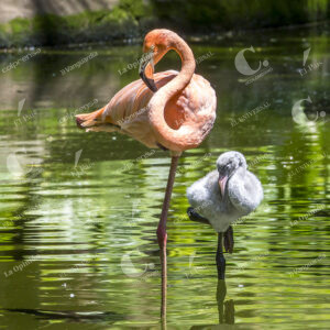 Zoológico Santa Fe de Medellín