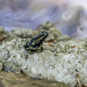 Proyecto Hidroituango Animales