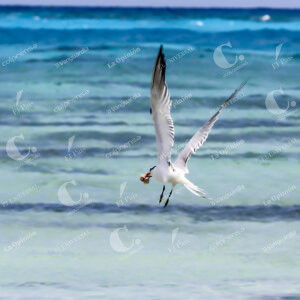 Aves en Isla de San Andrés
