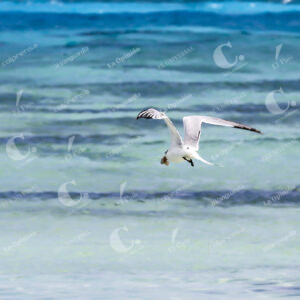 Aves en Isla de San Andrés