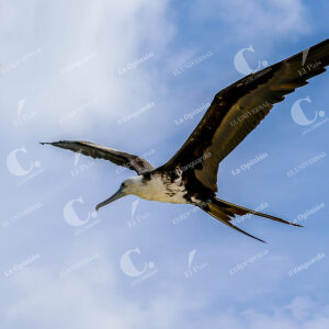 Aves en Isla de San Andrés