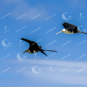 Aves en Isla de San Andrés