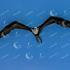 Aves en Isla de San Andrés