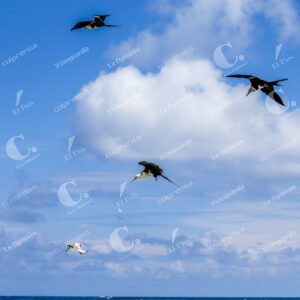 Aves en Isla de San Andrés