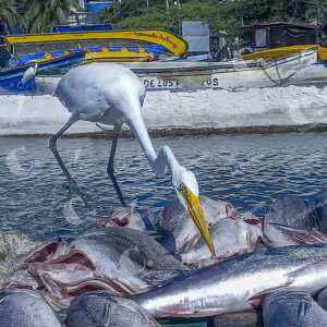 Santa Marta