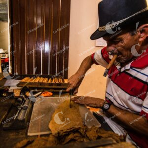 Producción de tabaco en Santander