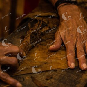 Producción de tabaco en Santander