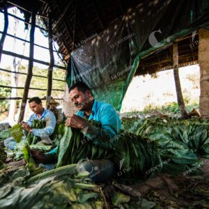 Producción de tabaco en Santander