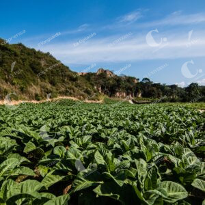 Producción de tabaco en Santander