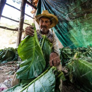 Producción de tabaco en Santander