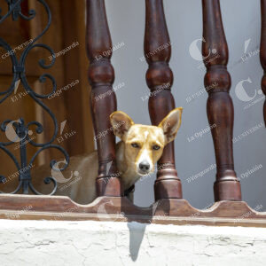 Mascotas Perros