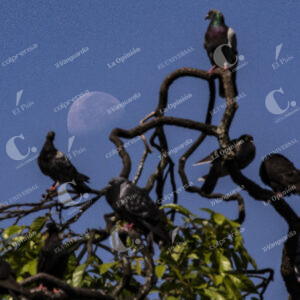 La luna