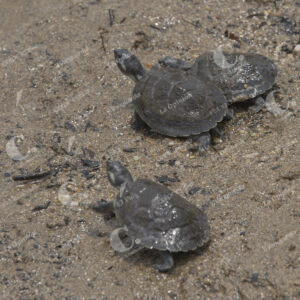 Liberación de tortugas