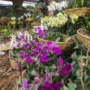 Orquideas