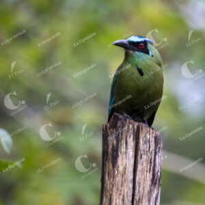 Pájaro Soledad