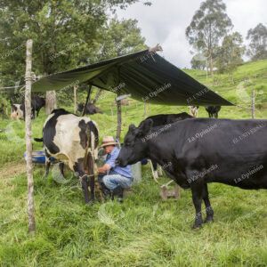 Vacas lecheras