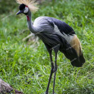 GRULLA REAL