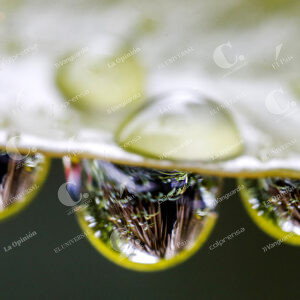 Agua