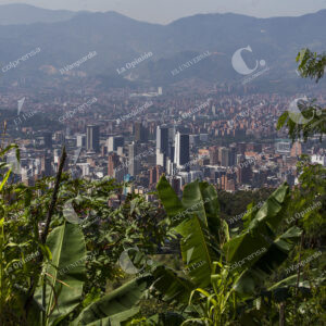 Bosque