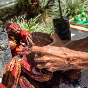 Cacao