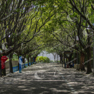 Arboles
