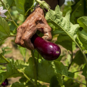 Cultivos Berenjena