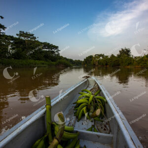 Trasporte de Platano