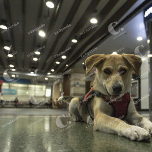 PERRITA