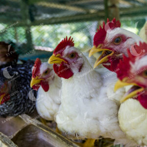Crianza de pollos