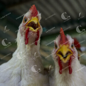 Crianza de pollos
