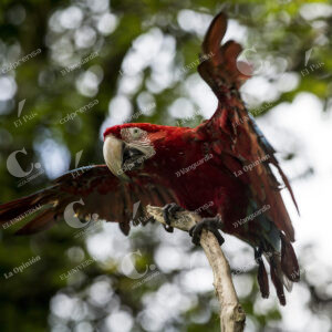 Guacamaya